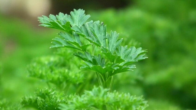 Parsley Allergy: Signs, Symptoms and Options - Check My Body Health USA
