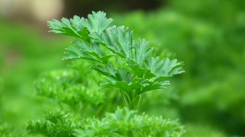 Parsley Allergy: Signs, Symptoms and Options