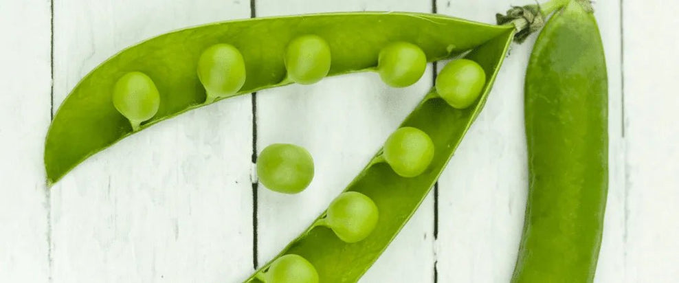 Green Bean Allergy: Symptoms, Signs & Tests - Check My Body Health USA