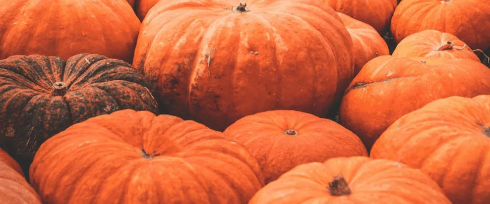 Allergies to Pumpkin: What to Know - Check My Body Health USA