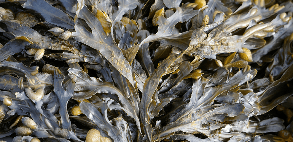 Seaweed Allergy: Signs, Symptoms & Testing - Check My Body Health USA