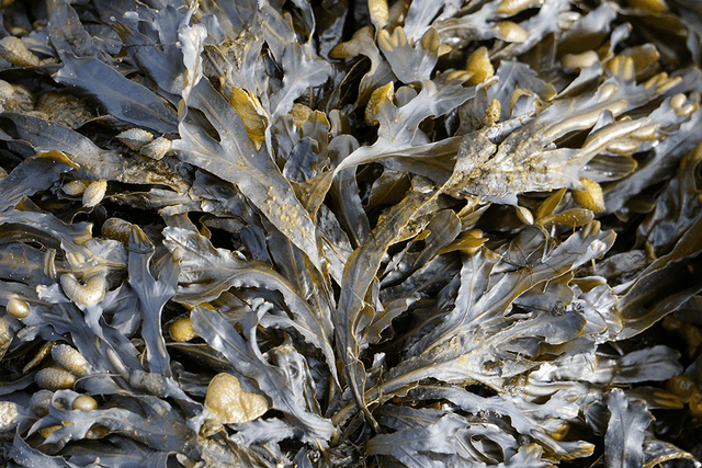 Seaweed Allergy: Signs, Symptoms & Testing - Check My Body Health USA