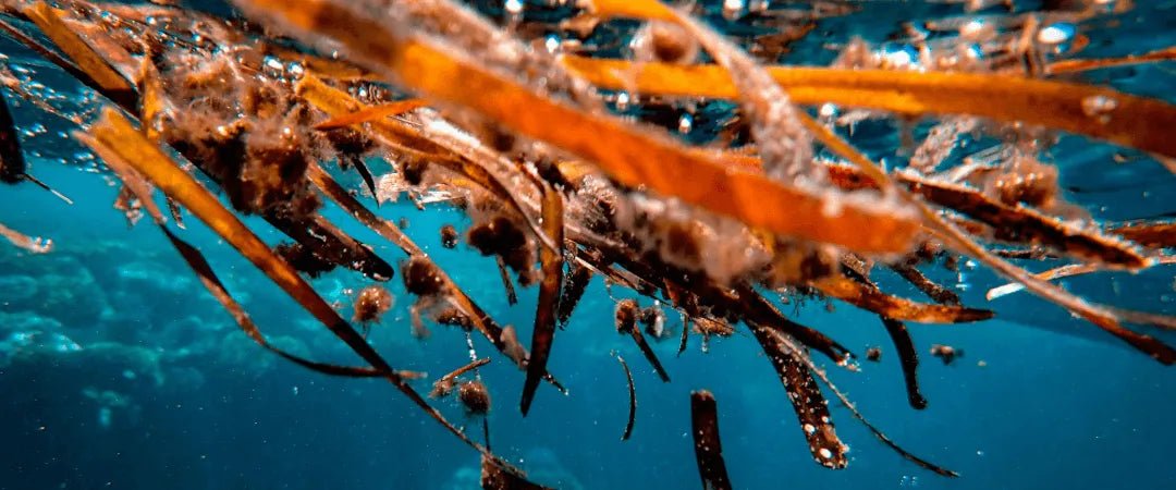 Seaweed Allergy – Signs, Treatments & Tests - Check My Body Health USA